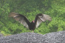 TurkeyVulture2009b (Large).jpg