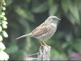 Dunnock 1 Resized.JPG