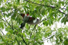 RosebreastedGrosbeak (Large).jpg