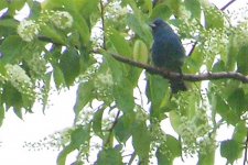 indigobunting2009b (Large).jpg