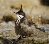 rw bulbul bathe G1 sw30x_1370040.jpg