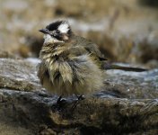 chinese bulbul bathe G1 sw30x_1370374.jpg