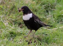 4.RingOuzel.JPG