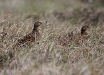 5.RedGrouse.JPG