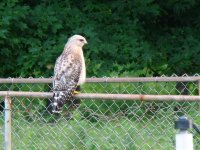 hawk in yard 010.jpg