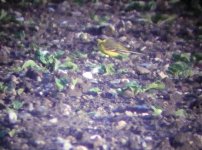 Grey-headed Wagtail.jpg