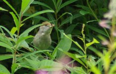 Blackcap female.jpg