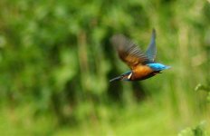 Kingfisher in flight.jpg