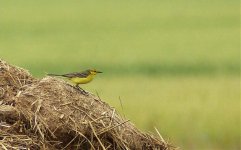 Yellow Wagtail.jpg