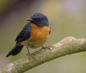 Mangrove Blue Flycatcher_AID_160709_DSCN4410.jpg