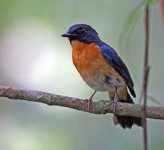 Mangrove Blue Flycatcher_AID_160709_IMG_6316.jpg