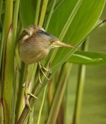 yellow bittern G1 nik300mm lens nw_1490527.jpg