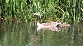 Greylag 13 (R).jpg