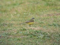 YWagtail3.jpg