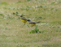 YWagtail4.jpg