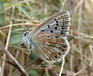 0749_Chalk-hill Blue male.jpg