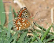 7842_Brown Argus.jpg