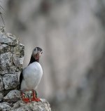 Puffin2.jpg