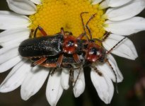 cantharis rustica.jpg