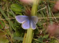 Common Blue.jpg