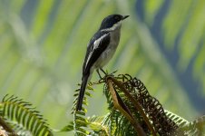 barWingedFlycatcherShrike.jpg