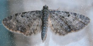 muligEupithecia_subfuscata.jpg