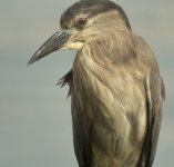 bc night heron juv groom G1 leica35mmlens raw_1370838.jpg