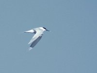 L1260445_Sandwich Tern.jpg