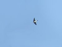 L1260488_Sand Martin.jpg