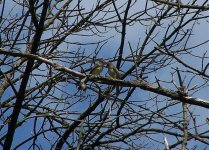 Great crested Flycatchers.jpg