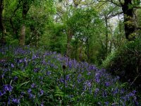 bluebells.jpg