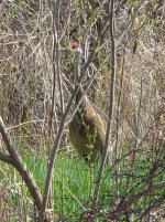 Sandhill Crane.jpg