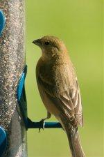 Brown-Finch-1.jpg