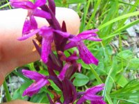 DSC04483 Dactylorhiza majalis traunsteineri Traunsteins Fingerwurz.JPG