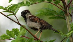 House-sparrow.jpg