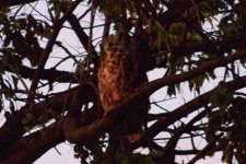 ghornedowl 2 (Large).jpg