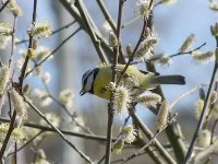 L1250886_Blue Tit.jpg