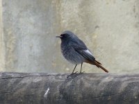 L1250900_Black Redstart.jpg