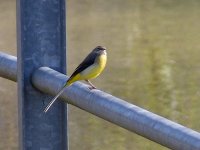 L1250936_Grey Wagtail.jpg