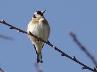 L1250941_Goldfinch.jpg