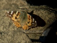 painted lady 2.jpg