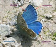 0016_male Adonis Blue.jpg