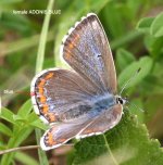 0142_Fem Adonis Blue.jpg