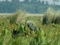 Uganda 09 shoebill.jpg