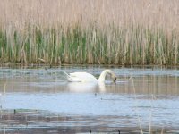 Mute Swan.jpg