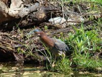 Green Heron.jpg