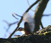 Motherwell.22-3-09. Nuthatch. 016.jpg