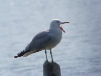 Audouin's Gull 2.jpg