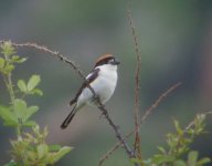 'badius' Woodchat.jpg