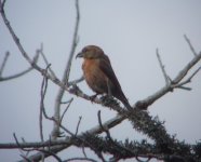 Crossbill.jpg